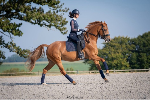 Cours de dressage